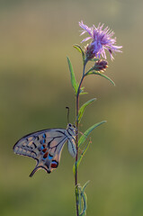 Wonderful butterfly Papilio machaon on the flower spread its wings on a summer day