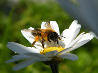 Biene mit Pollen auf einer Blüte