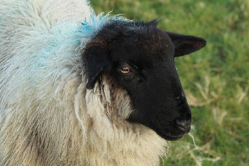 Side profile of Suffolk breed lamb