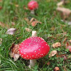 Fliegenpilz auf grüner Wiese