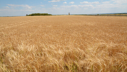 getreidefeld in rheinhessen