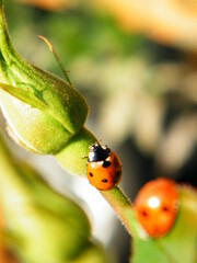 Marienkäfer auf Stengel einer Pflanze
