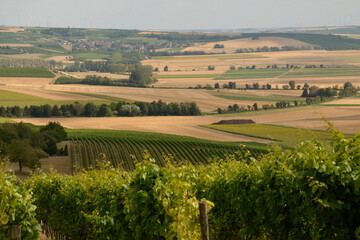 Naklejka premium sommerlandschaft rheinhessen