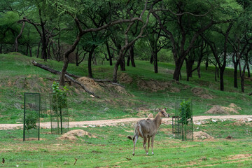 infected eyes female nilgai or blue bull or Boselaphus tragocamelus portrait in natural green monsoon season at jhalana forest or leopard reserve jaipur rajasthan india