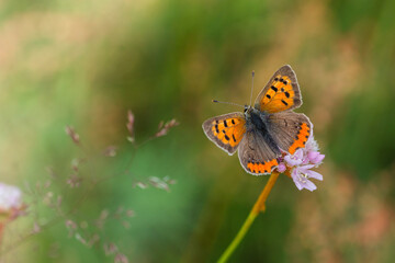 Fototapeta na wymiar czerwończyk, motyl