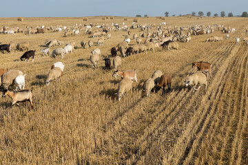 Fototapeta premium A herd of goats graze on a mown field after harvesting wheat. Large round bales of stacks.
