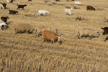 A herd of goats graze on a mown field after harvesting wheat. Large round bales of stacks.