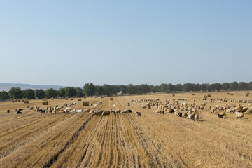 A herd of goats graze on a mown field after harvesting wheat. Large round bales of stacks.