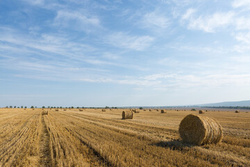 Field after harvest in the morning. Large bales of hay in a wheat field.