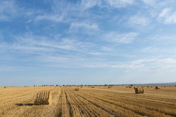 Field after harvest in the morning. Large bales of hay in a wheat field.