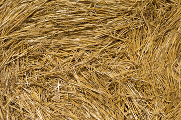 Field after harvest in the morning. Large bales of hay in a wheat field.