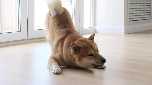 Portrait of a cute playing japanese Shiba Inu dog. A cute shiba inu dog is looking at the camera and play.