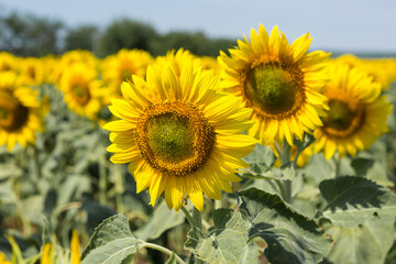 Fototapeta premium Bright golden sunflower field at sunset.