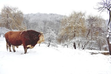 portrait with a brown bull in the winter forest