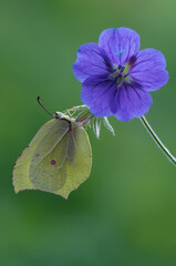 Gonepteryx rhamni is a diurnal butterfly from the Pieridae family on a  flower.
