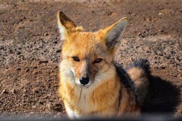 Zorro colorado, San Pedro de Atacama, Chile