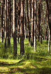 Fototapeta na wymiar Dancing forest at Curonian Spit. Kaliningrad Oblast. Russia