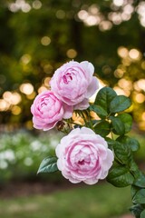 Rosas color rosa claro con fondo desenfocado