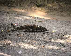 Vijaya Vilas Palace is the famous one time summer palace of Jadeja Maharao of Kutch located on sea-beach of Mandvi in Kutch, Gujarat