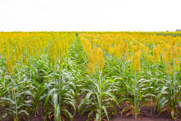 Sorghum cultivation for biomass production