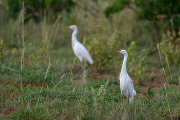 Cattle egrets (Bubulcus ibis) in grass