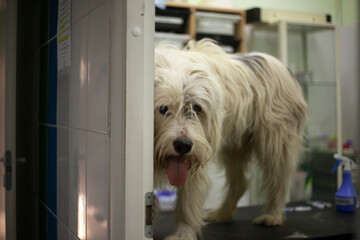 Dog at the reception of a veterinarian.