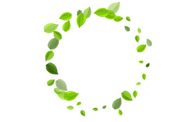 Mint Leaf Fresh Vector Concept. Tea Leaves 