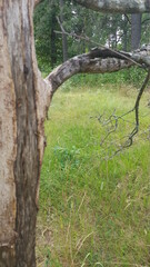 Background, trees, and grass