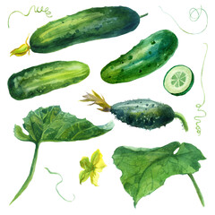 Watercolor illustration, cucumbers, set. Hand drawn watercolor painting on white background. Isolated eco food illustration on white background.