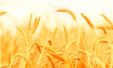 Wheat field. Ears of golden wheat closeup