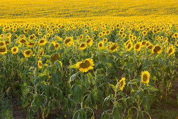Bright golden sunflower field at sunset.