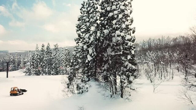 Aerial view of tree with snow among forest, Myoko, Niigata, Japan