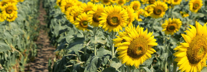 Bright golden sunflower field at sunset.
