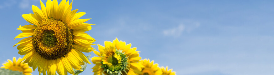 Naklejka premium Bright golden sunflower field at sunset.