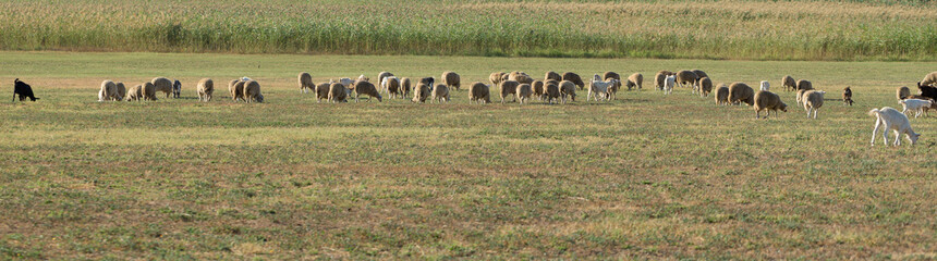Sheep and goats graze on green grass in spring