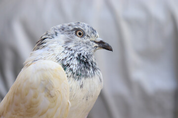 Obraz premium Close up shot of beautiful pigeon bird, Pigeon close up