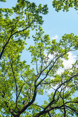 Bottom view of the crowns of tall trees against the blue sky. Abstract natural vegetative...