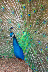 Naklejka premium Beautiful Peacock with open feathers side view