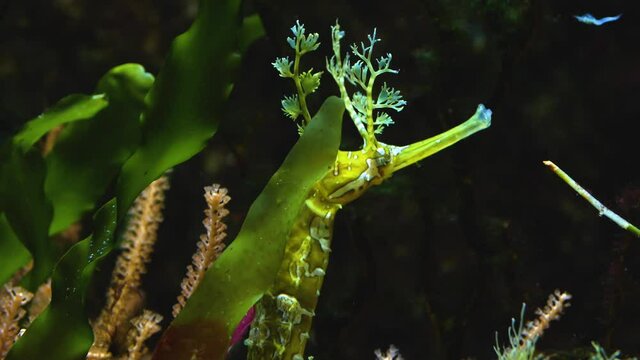 Close up of Yellow leafy sea dragons, seahorses 