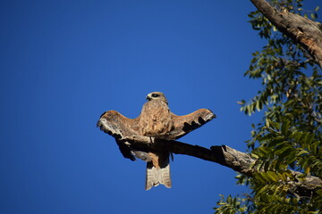 Golden Eagle with open Wings 
