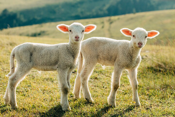 Two lambs on the meadow on a sunny day