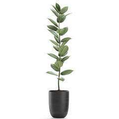 Ficus Robusta in a pot isolated on white background