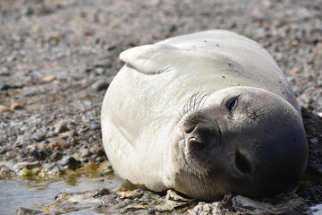 Hembra de Elefante marino descansando