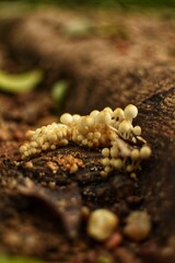 Fungi on the ground