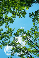 Bottom view of branches of tall trees against a blue sky. Abstract natural vegetative background.