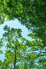 Green dense crowns of tall trees against the blue sky. Abstract natural vegetative background.