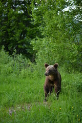 brown bear cub with a curious look in the green forest