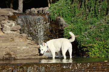 A white dog cooling off in a park's ornamental waterfall
