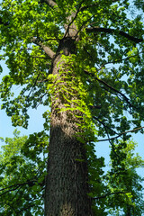 Fototapeta premium Crohn's disease and high trunk of a tree in the rays of light on the background of sky. Abstract natural vegetative background.