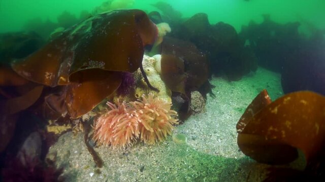 Spiny king crab Paralithodes brevipess underwater in Sea of Okhotsk. Shell with prickles is dark brown color, right claw on outer side is dark red. Underwater diving.